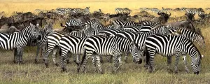 Masai Mara, Kenya; Herd Of Burchell's Zebra And Wildebeest Masai Mara, Kenya; Herd Of Burchell's Zebra And Wildebeest