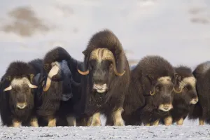 Mature & Young Musk-Ox Bulls With Cows In A Defensive Lineup During Winter On The Seward Peninsula Near Nome Mature & Young Musk-Ox Bulls With Cows In A Defensive Lineup During Winter On The Seward Peninsula Near Nome