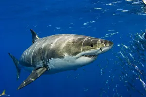 Mexico, Fish Schooling Nearby ; Guadalupe Island, Great White Shark (Carcharodon Carcharias) In Open Water Mexico, Fish Schooling Nearby ; Guadalupe Island, Great White Shark (Carcharodon Carcharias) In Open Water