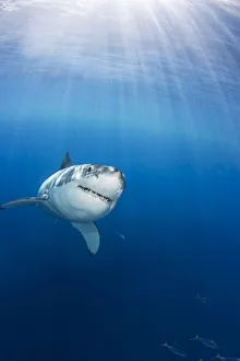 Mexico, Great White Shark (Carcharodon Carcharias); Guadalupe Island Mexico, Great White Shark (Carcharodon Carcharias); Guadalupe Island
