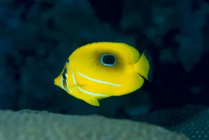 Micronesia, Bennett's Butterflyfish (Chaetodon Bennetti) B1954 Micronesia, Bennett's Butterflyfish (Chaetodon Bennetti) B1954