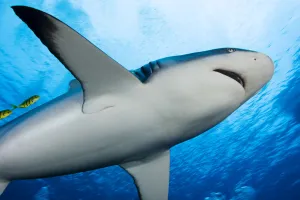 Micronesia, (Carcharhinus Amblyrhynchos); Yap, Yellow Juvenile Jacks Swimming with Micronesia, (Carcharhinus Amblyrhynchos); Yap, Yellow Juvenile Jacks Swimming with