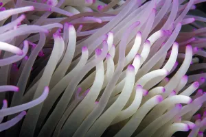 Micronesia, Close-Up Detail Anemone Tentacles (Heteractis Magnifica) White Purple Tips Micronesia, Close-Up Detail Anemone Tentacles (Heteractis Magnifica) White Purple Tips