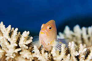 Micronesia, Close-Up Of Arc-Eye Hawkfish (Paracirrhites Arcatus); Yap Micronesia, Close-Up Of Arc-Eye Hawkfish (Paracirrhites Arcatus); Yap