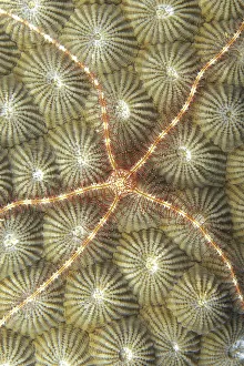Micronesia, Close-Up Brittle Star (Ophiothrix Sp?) On Hard Coral (Diploastrea Heliopora) Micronesia, Close-Up Brittle Star (Ophiothrix Sp?) On Hard Coral (Diploastrea Heliopora)
