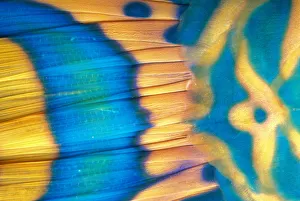 Micronesia, Extreme Close-Up Bicolor Parrotfish Tail Fin Scale Detail (Cetoscarus Micronesia, Extreme Close-Up Bicolor Parrotfish Tail Fin Scale Detail (Cetoscarus