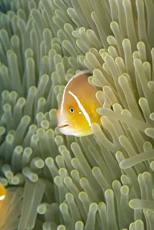 Micronesia, Orange-Fin Anemonefish (Amphiprion Chrysopterus Micronesia, Orange-Fin Anemonefish (Amphiprion Chrysopterus