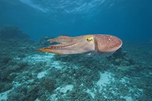 Micronesia, Palua, Common Cuttlefish, (Sepia Officinalis) Near The Ocean Floor Micronesia, Palua, Common Cuttlefish, (Sepia Officinalis) Near The Ocean Floor