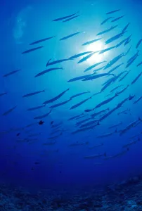 Micronesia, School Blackfin Barracuda, Silhouetted By Sunburst (Sphyraena Genie) Micronesia, School Blackfin Barracuda, Silhouetted By Sunburst (Sphyraena Genie)