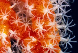 Micronesia, Sponge Covered Gorgonian Coral Showing Polyp Detail, Orange And White Micronesia, Sponge Covered Gorgonian Coral Showing Polyp Detail, Orange And White