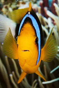 Micronesia, Yap, Clark's Anemonefish (Amphiprion Clarkii) Micronesia, Yap, Clark's Anemonefish (Amphiprion Clarkii)