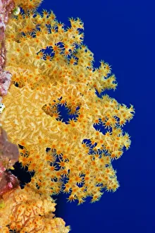 Micronesia, Yap, Soft Alcyonarian Coral (Dendronephthya Sp) Illuminated In Ocean Micronesia, Yap, Soft Alcyonarian Coral (Dendronephthya Sp) Illuminated In Ocean