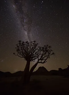 The Milky Way Slashes Across The Night Sky Above A Quiver Tree (Kokerboom, Aloe Dichotoma) The Milky Way Slashes Across The Night Sky Above A Quiver Tree (Kokerboom, Aloe Dichotoma)