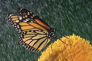 Monarch Butterfly (Danaus Plexippus) In Rain On Sunflower, Nova Scotia Monarch Butterfly (Danaus Plexippus) In Rain On Sunflower, Nova Scotia