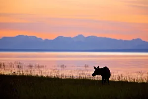 Moose Calf Feeding Along The Tony Knowles Coastal Trail At Sunset During Summer In Anchorage, Southcentral Alaska Moose Calf Feeding Along The Tony Knowles Coastal Trail At Sunset During Summer In Anchorage, Southcentral Alaska