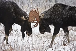 Images Dated 14th October 2009: Moose Fighting, Gaspesie National Park, Quebec