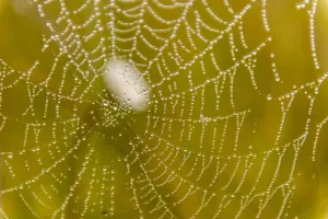 Morning Dew On A Spider Web Near Silver Salmon Creek In Lake Clark National Park & Preserve, Alaska Morning Dew On A Spider Web Near Silver Salmon Creek In Lake Clark National Park & Preserve, Alaska