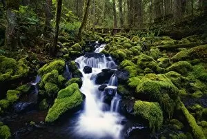Images Dated 27th February 2006: Moss-Covered Rocks In Creek With Small Waterfall, Olympic National Park, Washington, Usa