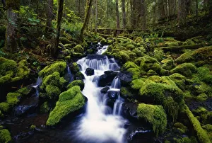 Moss-Covered Rocks In Creek With Small Waterfall, Olympic National Park, Washington, Usa Moss-Covered Rocks In Creek With Small Waterfall, Olympic National Park, Washington, Usa