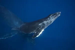A Mother And Calf Pair Of Humpback Whales (Megaptera Novaeangliae) Off The Island Of Maui A Mother And Calf Pair Of Humpback Whales (Megaptera Novaeangliae) Off The Island Of Maui