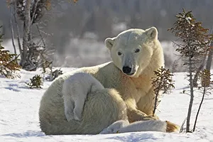 Mother Polar Bear (Ursus Maritimus) Playing With Her Cub In The Snow In Wapusk National Park; Churchill, Manitoba Mother Polar Bear (Ursus Maritimus) Playing With Her Cub In The Snow In Wapusk National Park; Churchill, Manitoba