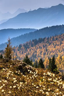 Alpine Larch Collection: Mountain Range and Autumn Larch Along Rock Isle Trail, Sunshine Meadows