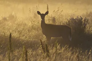 Mule Deer Backlit At Sunrise In Grasslands National Park; Saskatchewan, Canada Mule Deer Backlit At Sunrise In Grasslands National Park; Saskatchewan, Canada