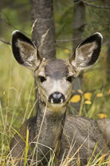 Mule Deer Near Maligne Lake, Jasper National Park, Alberta, Canada Mule Deer Near Maligne Lake, Jasper National Park, Alberta, Canada