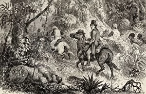 Historical Collection: Mungo Park, 1771 To 1806, Scottish Explorer, Encountering A Lion Whilst On His Way To The Village