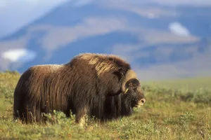 Musk Ox Bull Standing On Tundra In Late Summer On The Seward Peninsula Near Nome, Arctic Alaska Musk Ox Bull Standing On Tundra In Late Summer On The Seward Peninsula Near Nome, Arctic Alaska