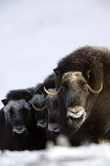 Musk-Ox Cows & Calves In A Defensive Lineup During Winter On The Seward Peninsula Near Nome, Arctic Alaska Musk-Ox Cows & Calves In A Defensive Lineup During Winter On The Seward Peninsula Near Nome, Arctic Alaska