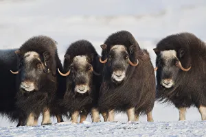 Musk-Ox Cows In A Defensive Lineup During Winter On The Seward Peninsula Near Nome, Arctic Alaska Musk-Ox Cows In A Defensive Lineup During Winter On The Seward Peninsula Near Nome, Arctic Alaska