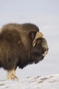 Muskox Bull Standing Broadside On Frozen Tundra During Winter On The Seward Peninsula Near Nome, Arctic Alaska Muskox Bull Standing Broadside On Frozen Tundra During Winter On The Seward Peninsula Near Nome, Arctic Alaska