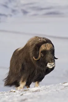 Muskox Bull Standing In The Wind On Frozen Tundra During Winter On The Seward Peninsula Near Nome, Arctic Alaska Muskox Bull Standing In The Wind On Frozen Tundra During Winter On The Seward Peninsula Near Nome, Arctic Alaska