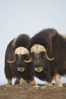 Muskox Bulls On Windswept Ridge During Winter On The Seward Peninsula Near Nome, Arctic Alaska Muskox Bulls On Windswept Ridge During Winter On The Seward Peninsula Near Nome, Arctic Alaska