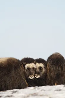 Two Muskox Calves Protected In The Middle Of A Herd During Winter On The Seward Peninsula Near Nome, Arctic Alaska Two Muskox Calves Protected In The Middle Of A Herd During Winter On The Seward Peninsula Near Nome, Arctic Alaska