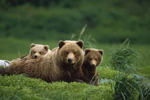 /Ngrizzly Bear Mother And Cubs Lay In Field Southwest Ak/Nsummer /Ngrizzly Bear Mother And Cubs Lay In Field Southwest Ak/Nsummer