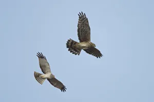 Northern Harrier Hawks In Flight Composite Digital Ak/Ndenali National Park Northern Harrier Hawks In Flight Composite Digital Ak/Ndenali National Park
