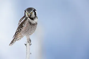 Northern Hawk Owl Perched On Snag On Copper River Delta, Near Cordova, Southcentral Alaska, Winter Northern Hawk Owl Perched On Snag On Copper River Delta, Near Cordova, Southcentral Alaska, Winter