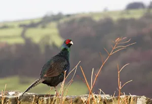 Northumberland, England; A Bird With A Red Patch Of Feathers Around It's Eye Northumberland, England; A Bird With A Red Patch Of Feathers Around It's Eye