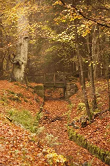 Northumberland, England; A Creek Through The Forest In Autumn With A Bridge Crossing Over It Northumberland, England; A Creek Through The Forest In Autumn With A Bridge Crossing Over It