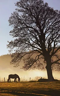 Northumberland, England; A Horse Grazing In A Field Northumberland, England; A Horse Grazing In A Field