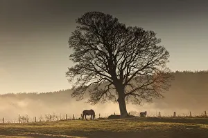 Northumberland, England; Horses Grazing In A Field Covered With Fog Northumberland, England; Horses Grazing In A Field Covered With Fog