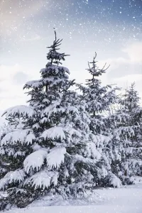 Northumberland, England; Snow-Covered Trees In The Falling Snow Northumberland, England; Snow-Covered Trees In The Falling Snow