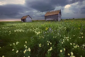 Two Old Granaries With Prairie Wildflowers Under Storm Clouds In Central Alberta Two Old Granaries With Prairie Wildflowers Under Storm Clouds In Central Alberta
