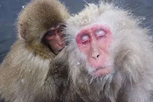 Older Snow Monkey Being Groomed By A Younger Monkey Older Snow Monkey Being Groomed By A Younger Monkey