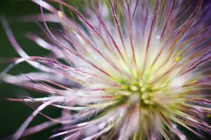 Oregon, United States Of America; Close-Up Of A Flower Oregon, United States Of America; Close-Up Of A Flower