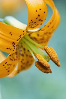 Oregon, United States Of America; A Lily On Mount Hood Oregon, United States Of America; A Lily On Mount Hood