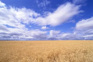 Oregon, View Of Large Wheat Field Against A Blue Sky With Large White Clouds Oregon, View Of Large Wheat Field Against A Blue Sky With Large White Clouds