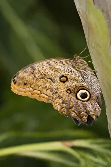 Owl Butterfly (Caligo Idomeneus) Resting On Trunk, Niagara Butterfly Conservatory Owl Butterfly (Caligo Idomeneus) Resting On Trunk, Niagara Butterfly Conservatory